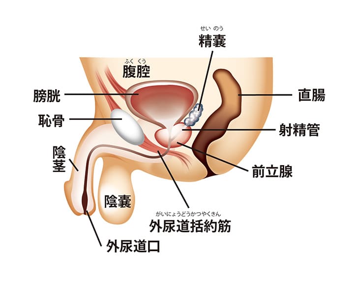 一度イケば虜になる！アナルで絶頂「前立腺オナニー」魅力と方法｜駅ちか！風俗雑記帳