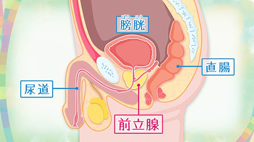 ドS配信者な彼の素顔は甘えたがりドMワンコ〜前立腺責めした結果、快楽堕ちしました〜(CV:がく×シナリオ:あたらよ) [dots] |  chobit(ちょびっと)