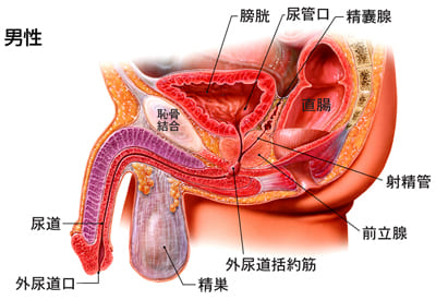 前立腺全摘術を受けられる患者様へ