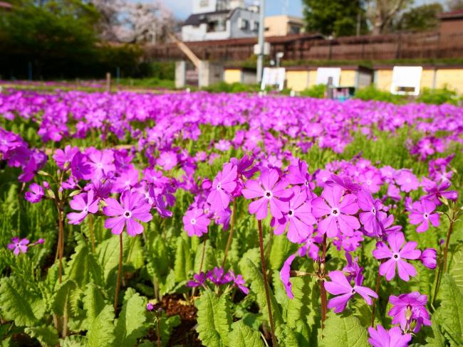 浮間公園の紅葉2024年の見頃時期とおすすめ観賞スポットや楽しみ方！ | 旬便りノート