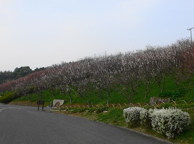 あんずの花の開花状況（あんずの里）