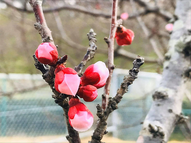 あんずの花の開花状況について（3月7日現在）