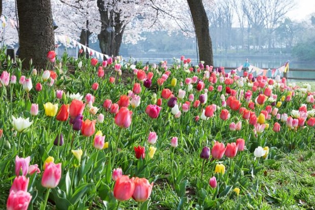 浮間公園 | 東京とりっぷ