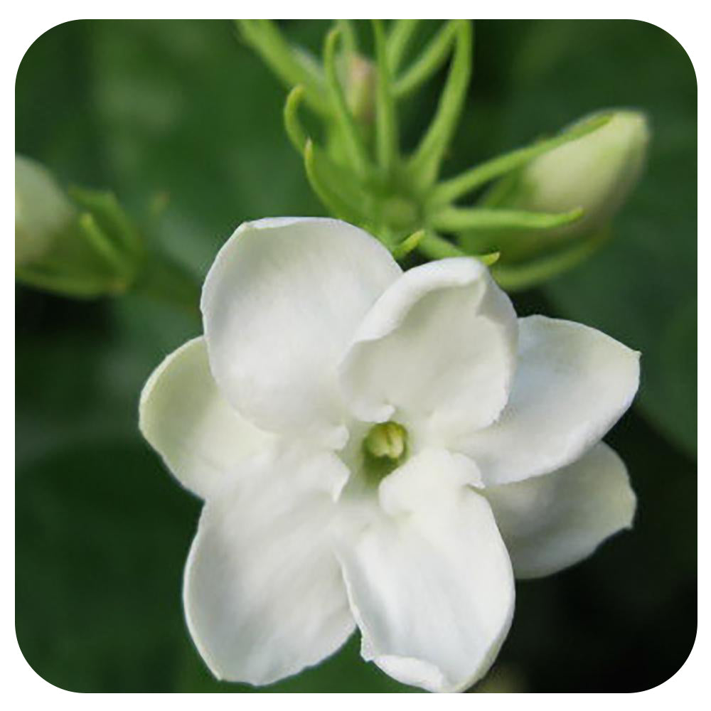 Climbing Jasmine -