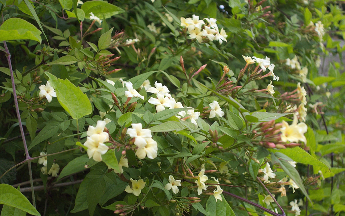 Confederate Jasmine