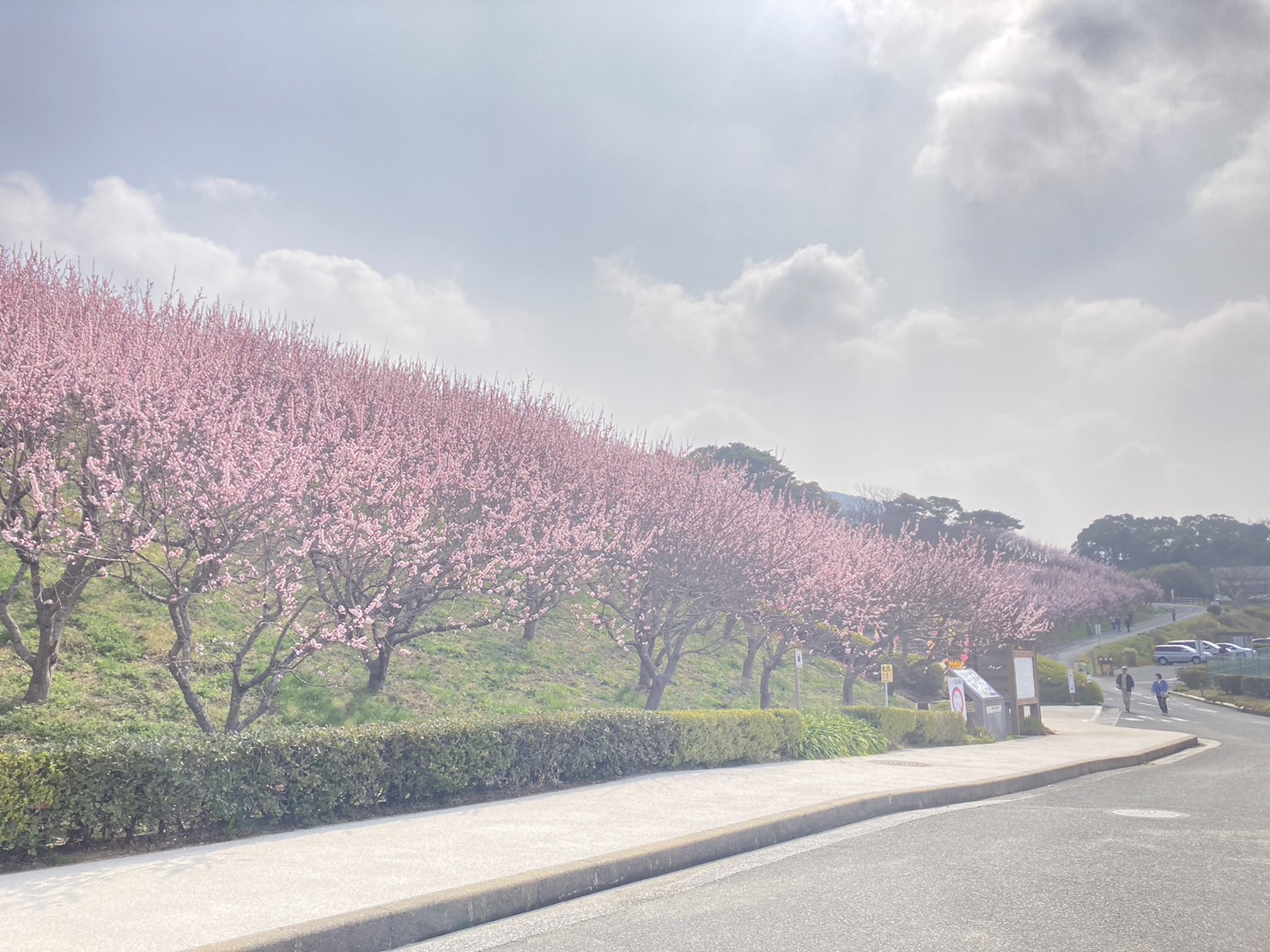 あんずの花の開花状況（あんずの里）