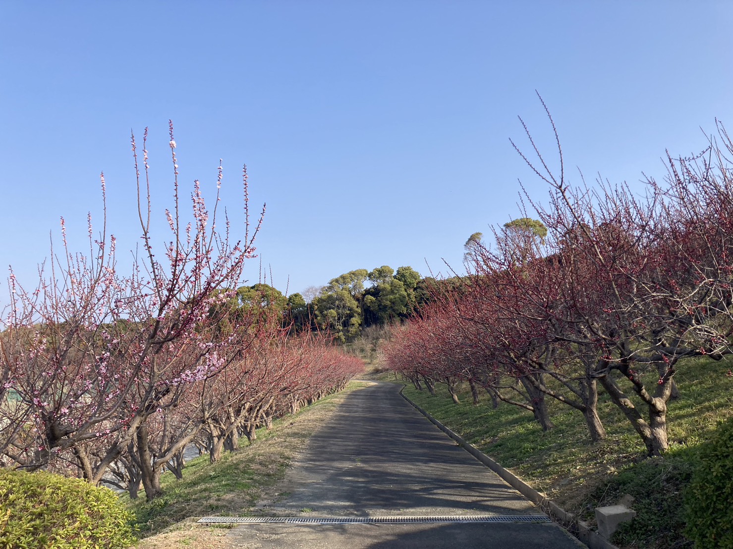 あんずの里☆あんずの開花状況！！ 信州千曲の産直ショップ！信州産あんず、なめ茸、昆虫食は産直市場ヤマサン！