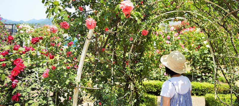 ジョイ・オブ・ローズフル ガーデン - 京成バラ園芸株式会社