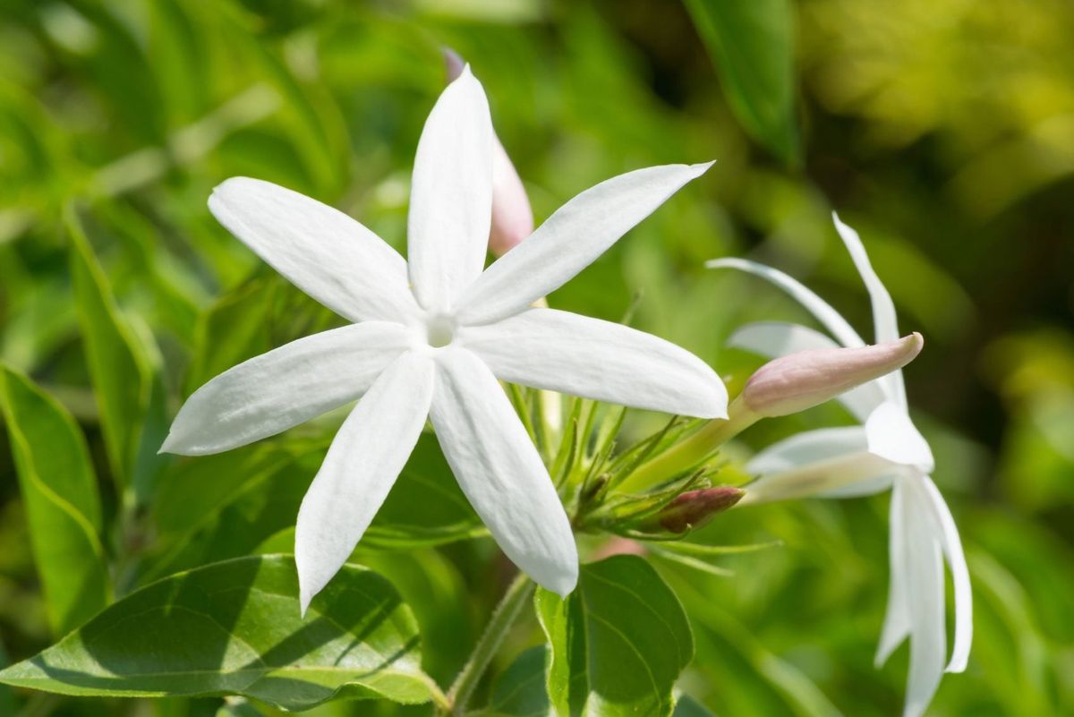 How to Grow Jasmine