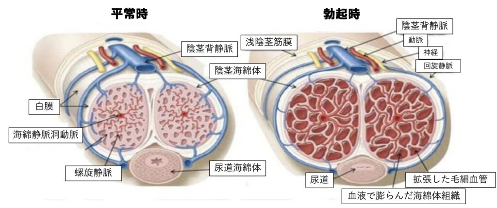 写真 29ページ目 : モツの朝立ち -