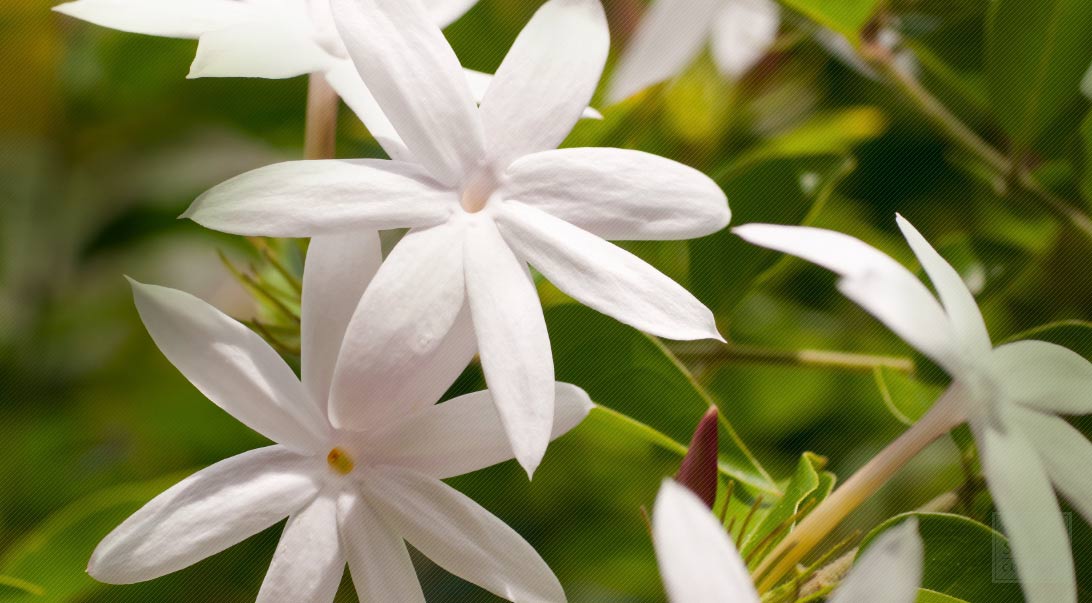 Jasmine Plant Care -