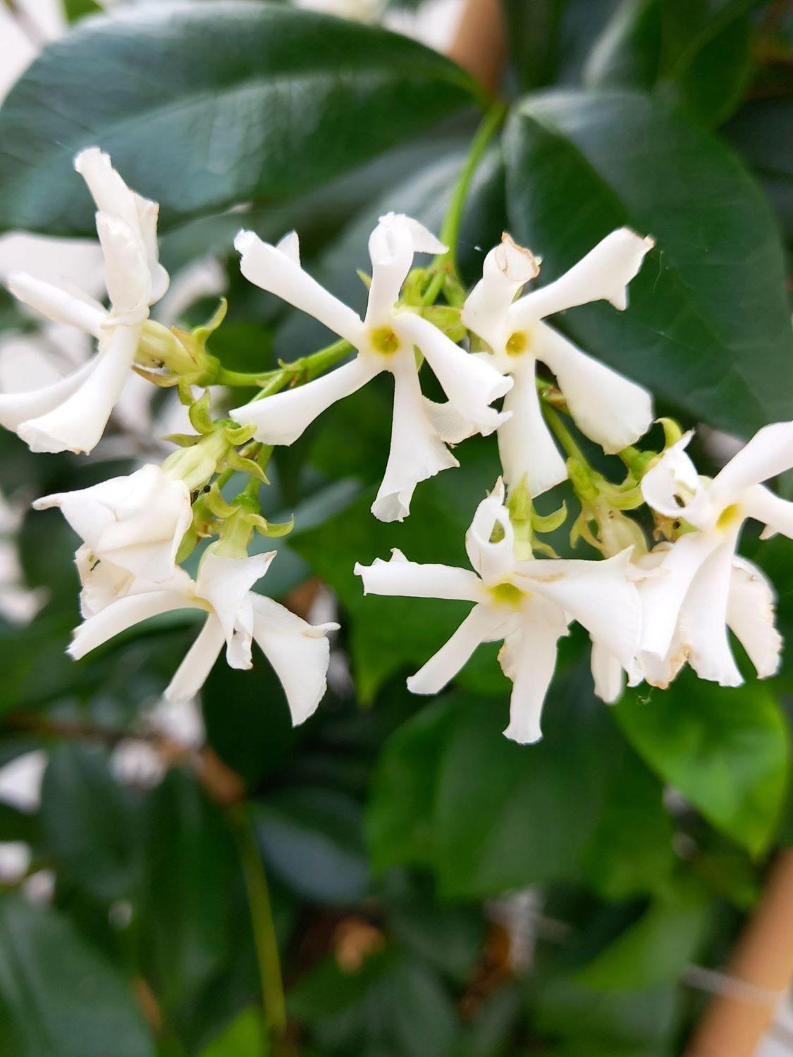 Jasmine Vine