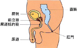 前立腺の役割と病気─前立腺肥大症・前立腺がん・前立腺炎の違い | 大阪梅田紳士クリニック