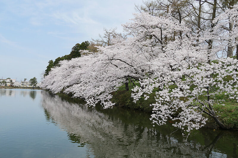 高田河川国道事務所 －高田かわこく－ ｜川の通信簿