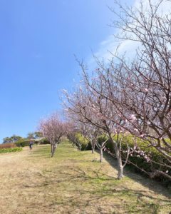 千曲市あんずの里 アンズ花開花状況。満開から散り始め。2020.04.03. | 心がふれあう民芸の宿 中央ホテル