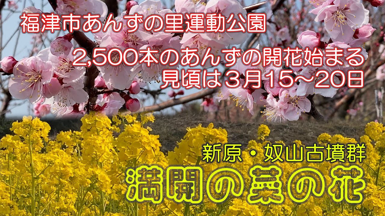 福津三十六景 02 あんずの里／福津市