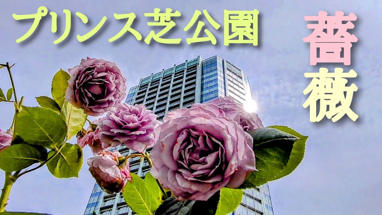 薔薇の園 - 吉原 |