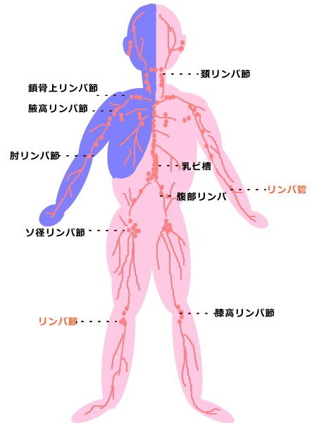 筋膜リンパドレナージュ | 長崎 筋膜リンパドレナージュ