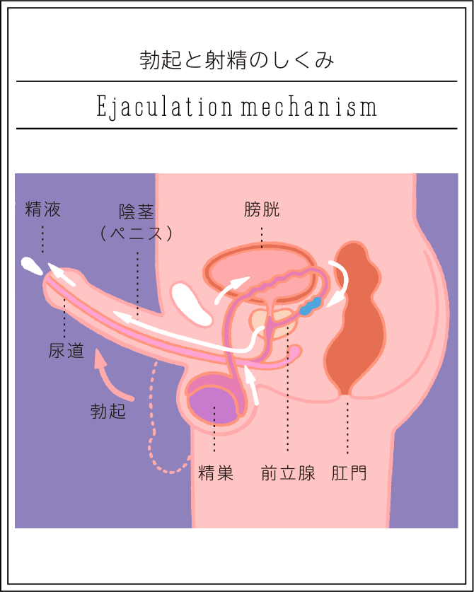 性生活に必要なモノ SEXの仕方