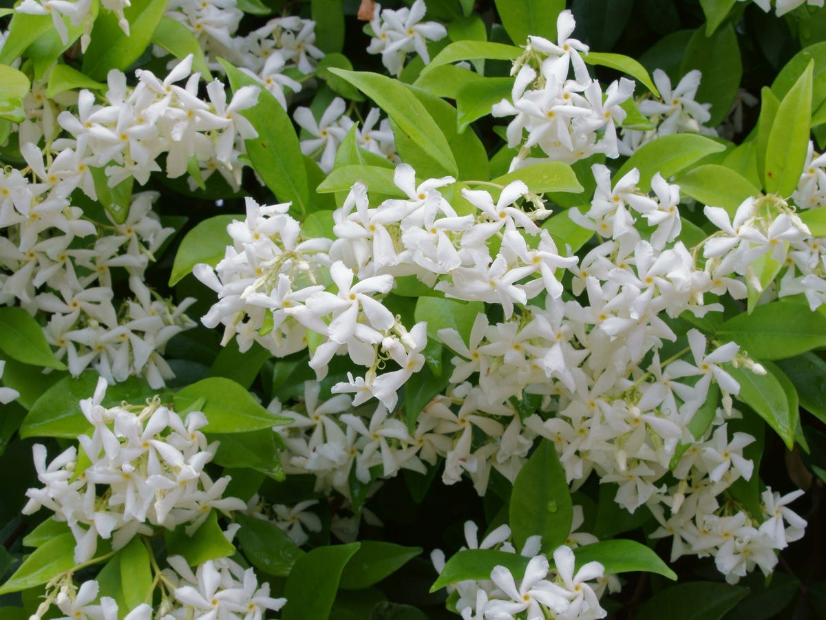 Indoor Jasmine Plant Care Guide