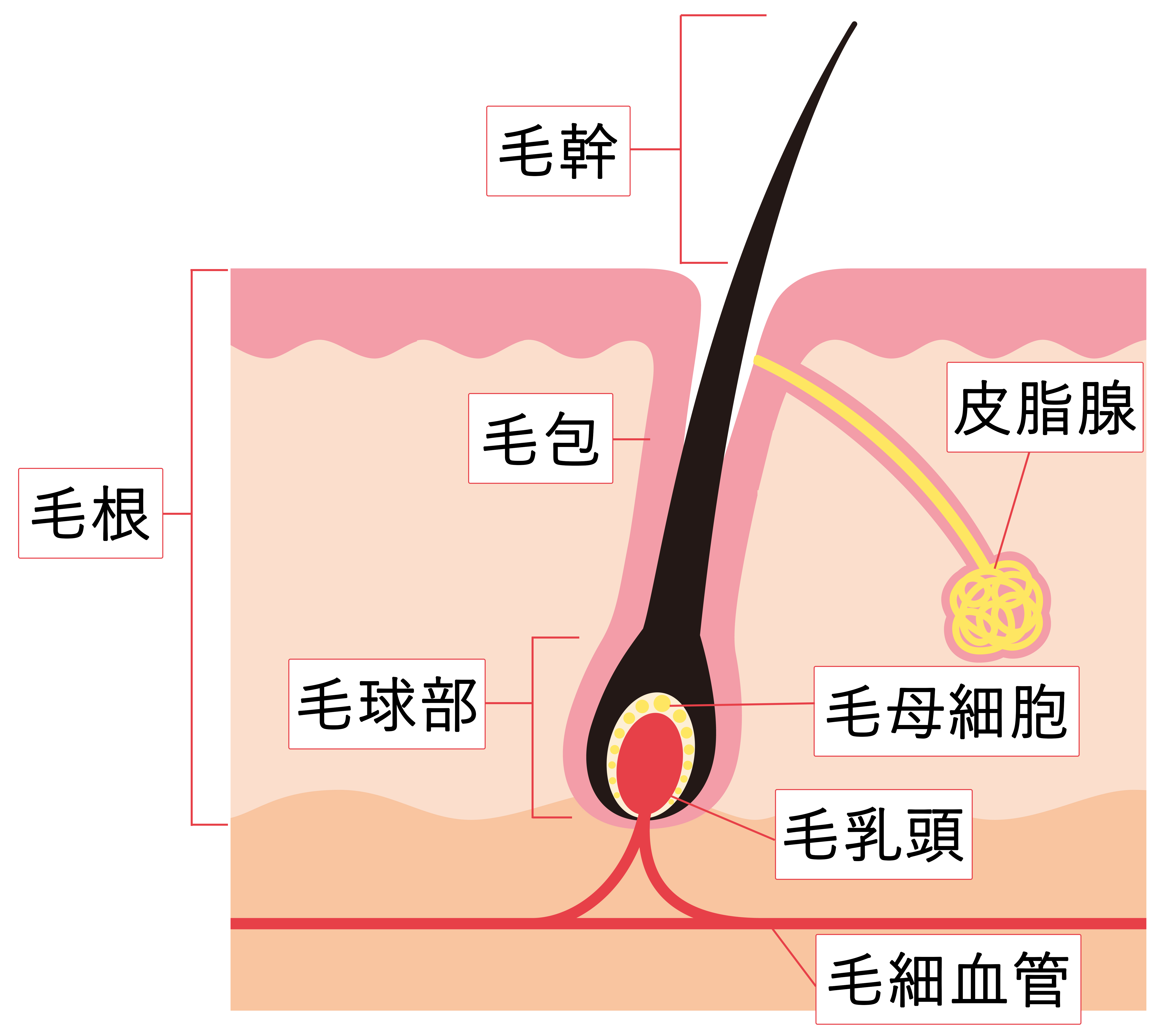 成長しては抜け落ち、そしてまた生え替わる「毛髪」のサイクル | ゴールドオンライン