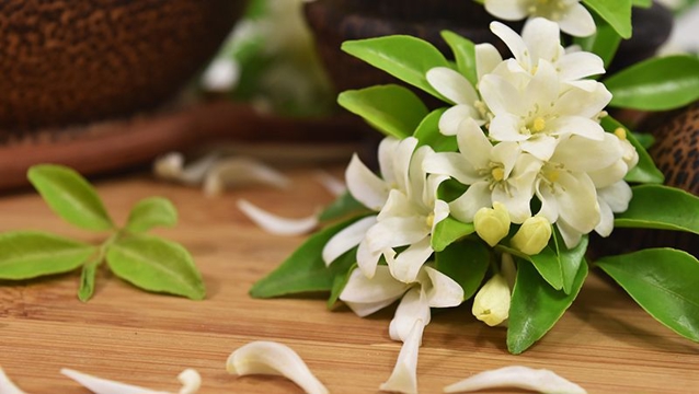 Jasmine Flower Infusion –