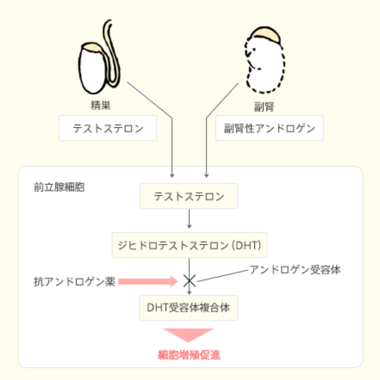 薬剤師が滋養強壮剤(精力剤) の選び方とおすすめ8選を解説 – EPARKくすりの窓口コラム｜ヘルスケア情報