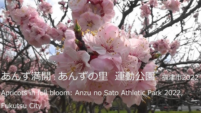 あんずの花開花しました♪ 2022年4月1日現在 | 信州千曲観光局