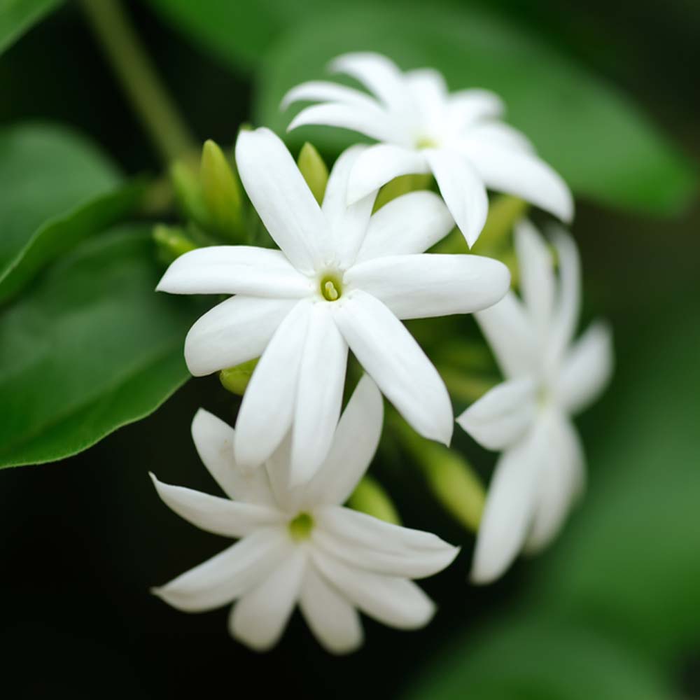 Jasmine Flower - 1