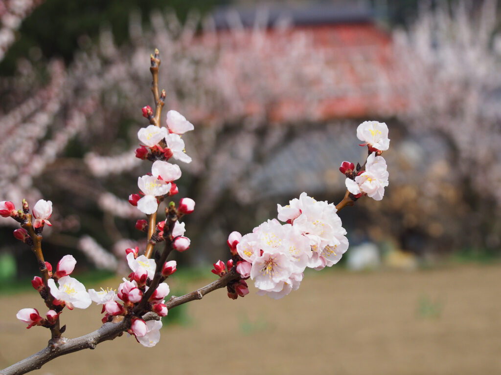 千曲市あんずの里 アンズ花開花状況。満開から散り始め。2020.04.03. | 心がふれあう民芸の宿