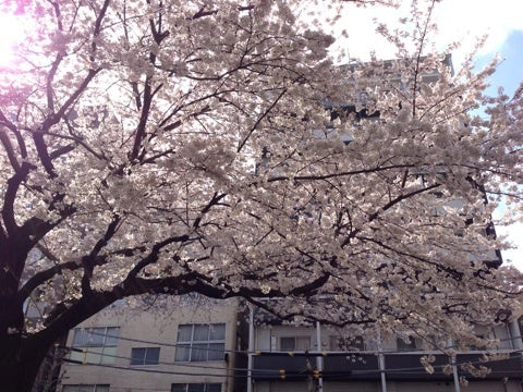 今月のハンバーグランチ＠月の風（中村橋） - 練馬・桜台情報局