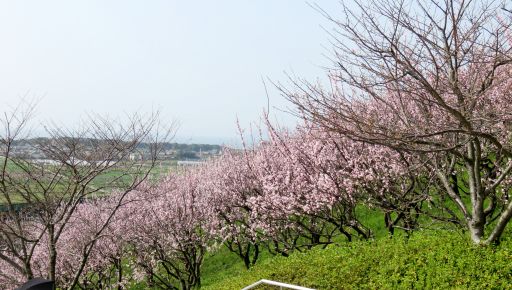 あんずの里（福津市）で、満開見頃のあんずの花を見て、神湊でランチ | 福岡おでかけブログ