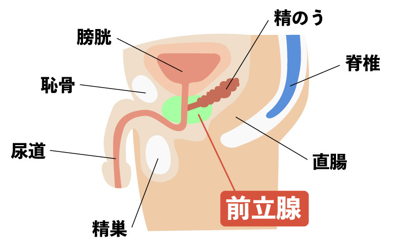 逆行性射精 - Wikipedia