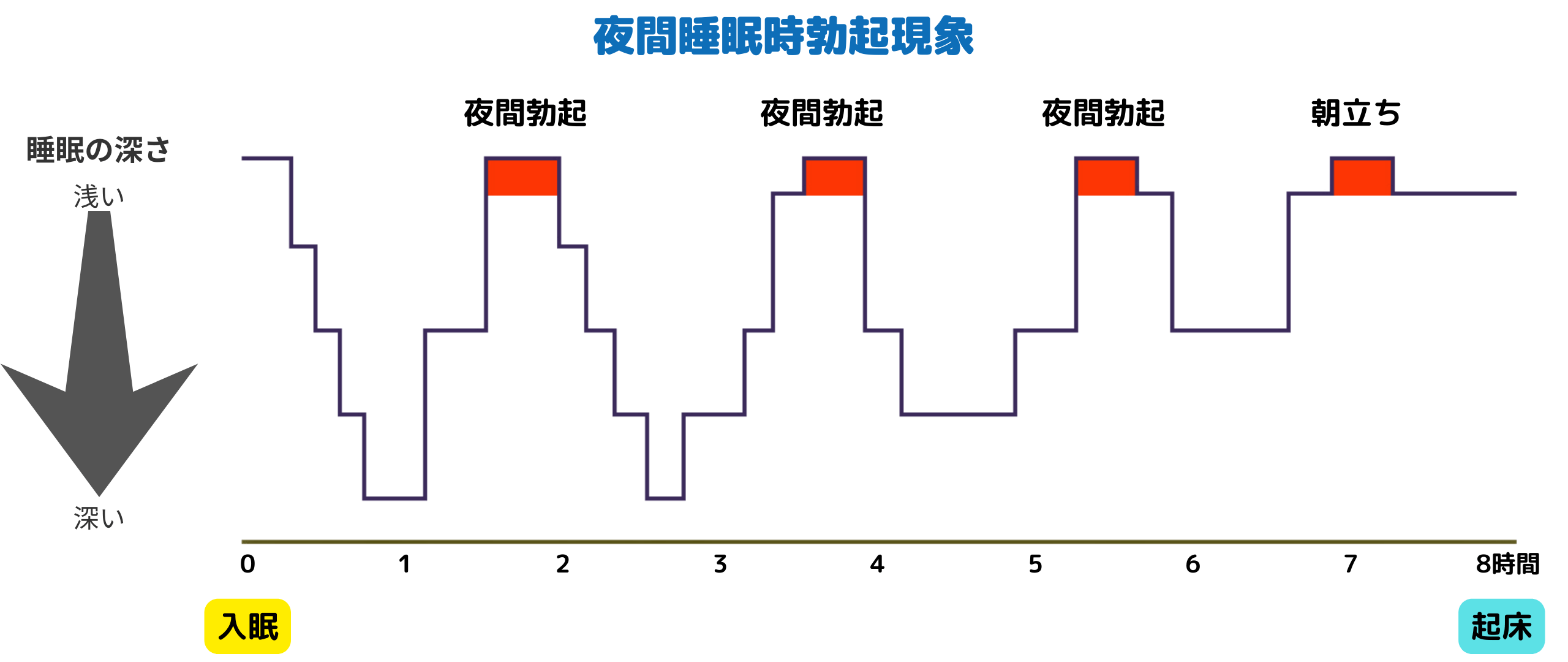 勃起力の維持方法と朝勃ち（朝立ち）を解説〜勃起は、すればするほど健康に良い！？〜 - TENGAヘルスケア