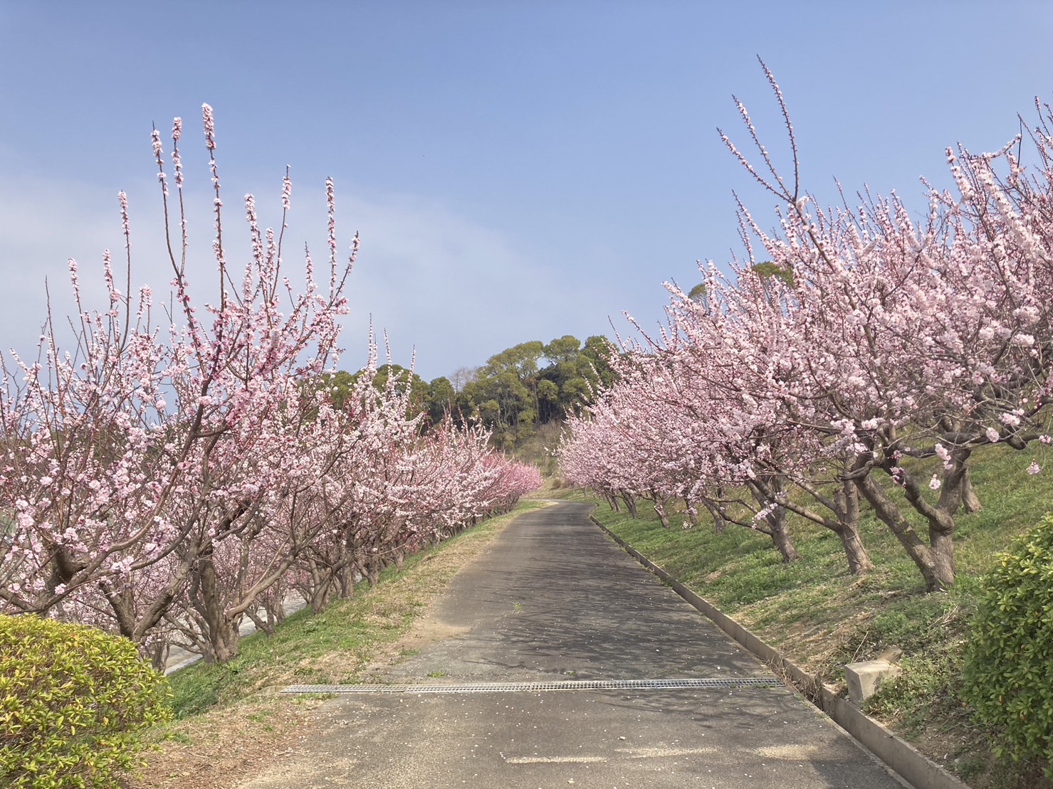 あんずの花開花しました♪ 2022年4月1日現在 | 信州千曲観光局