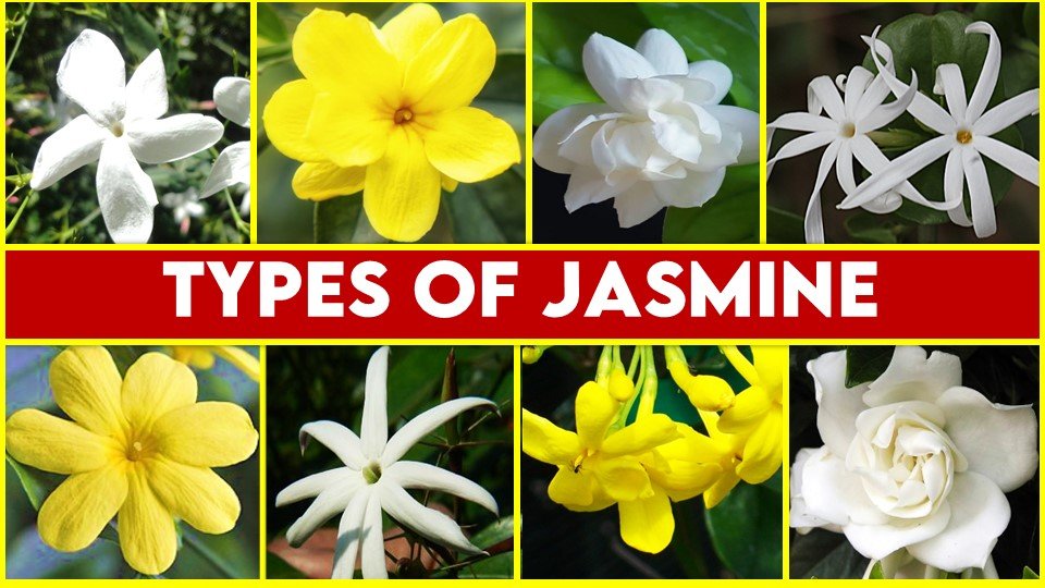 How to grow Jasmine