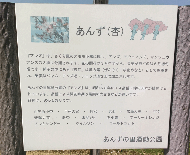 あんずの里☆あんずの開花状況！！ 信州千曲の産直ショップ！信州産あんず、なめ茸、昆虫食は産直市場ヤマサン！