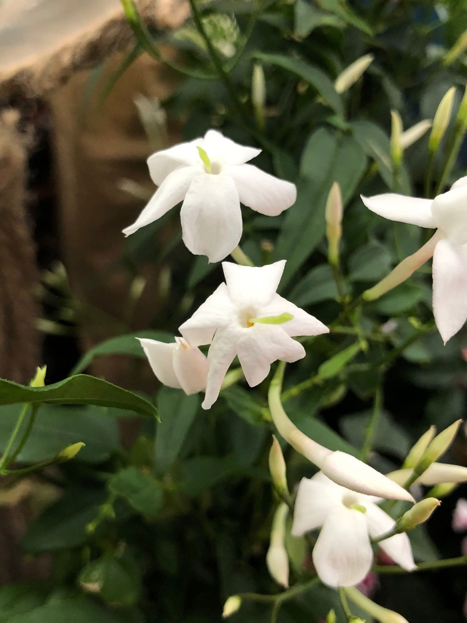 Trachelospermum Jasminoides Evergreen Jasmine