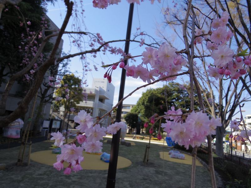 中村橋の桜 写真素材 [