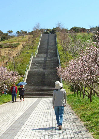 あんずの花の開花状況（あんずの里）