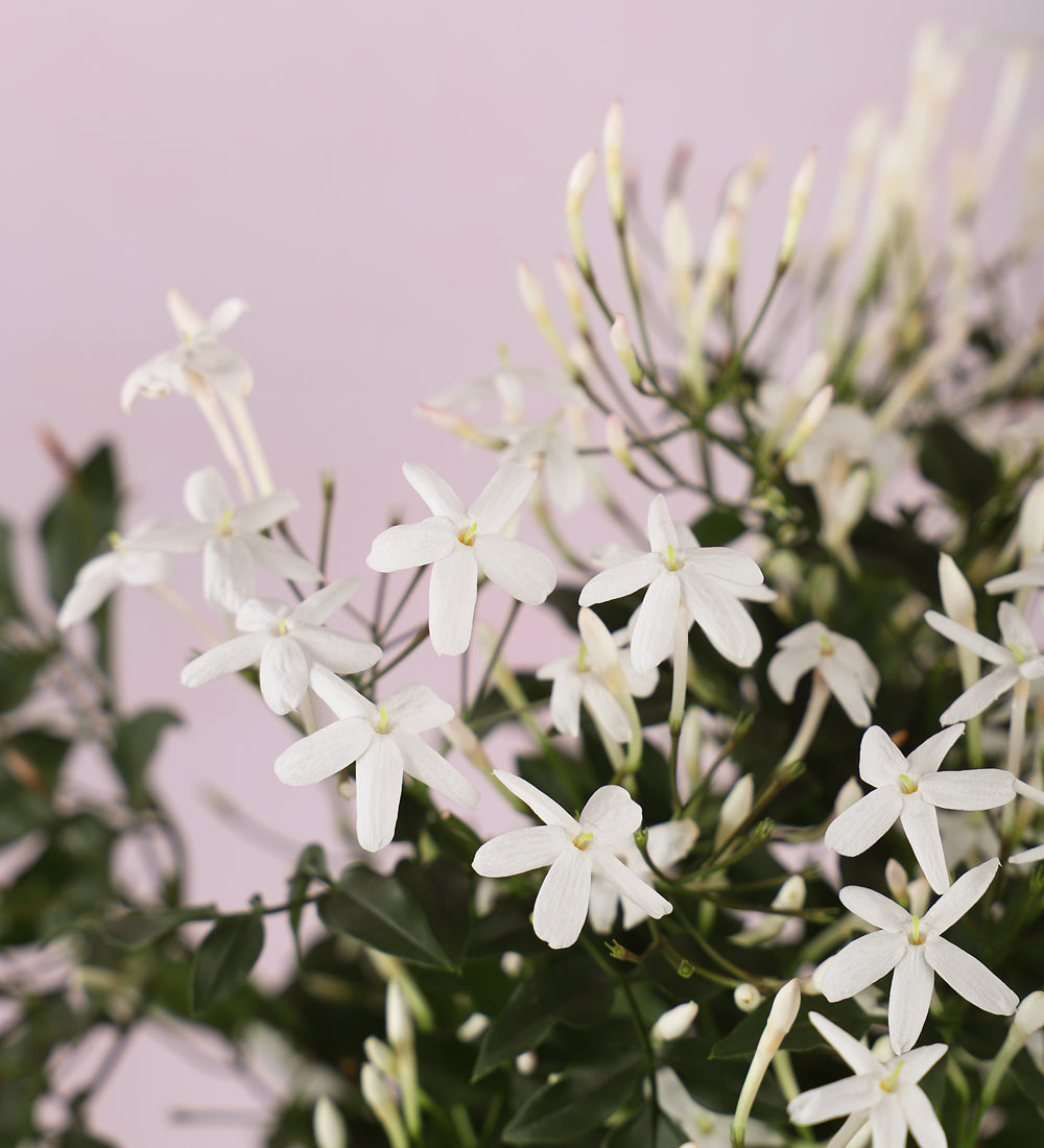 Wholesale Jasmine Flowers |